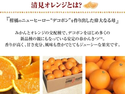 清見オレンジ約5kg / 果実サイズおまかせ ※2026年2月中旬～2026年4月下旬頃発送予定　紀伊国屋文左衛門本舗【ntb400B】