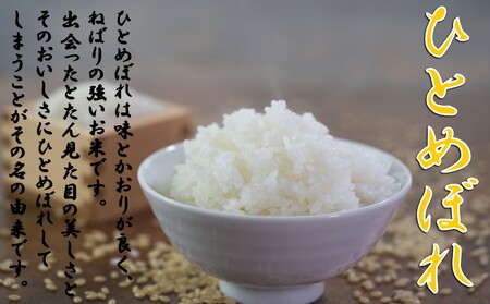 【令和７年新米 先行予約】ひとめぼれ10kg（5kg×2）