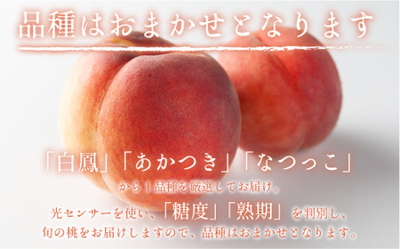 【 2026年 先行予約 】 桃 3kg 秀品 訳あり 《 品種おまかせ「 白鳳 」「 あかつき 」「 なつっこ 」いずれか1品種 》 光センサー選別品 【 予約 果物 くだもの もも フルーツ 長野