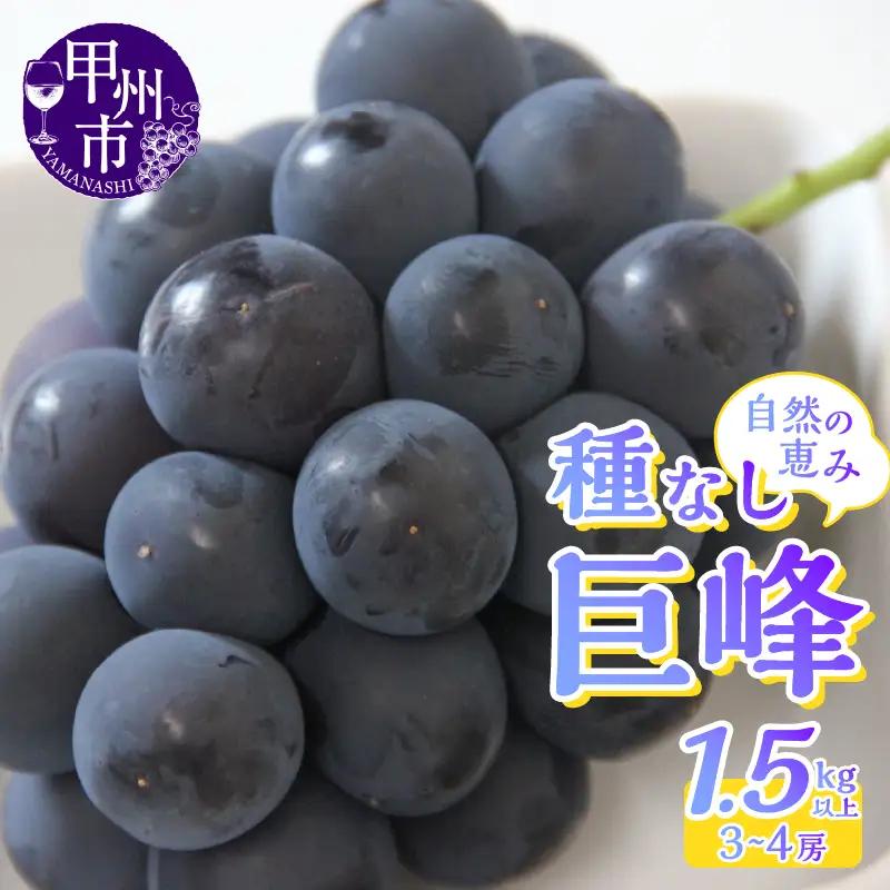 産地直送 山梨自然の恵み！種なし巨峰 3～4房 1.5kg以上【2025年発送】（LKS）B12-162 【巨峰 ぶどう 葡萄 ブドウ 令和7年発送 期間限定 山梨県産 甲州市 フルーツ 果物】