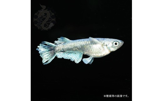 レーヴ（レーブ）