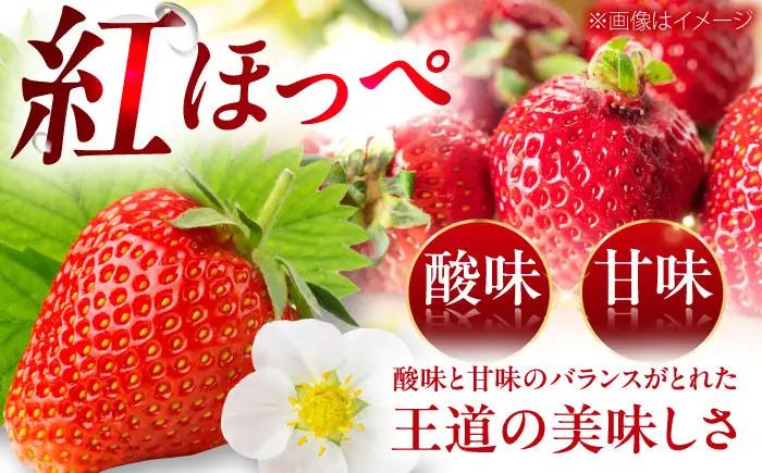 いちご 「紅ほっぺ」 2パック【株式会社フジ・アグリフーズ】BKAY001