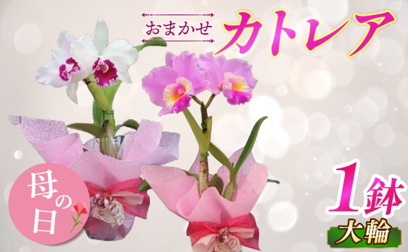 
                  【先行受付：5月出荷】母の日に！洋蘭 カトレア鉢花 大輪 1鉢 感謝の気持ちを込めて～ 愛情いっぱい洋蘭・カトレア鉢花大輪 母の日 母の日プレゼント 母の日ギフト 贈り物 ギフト プレゼント 花 フラワー お花 カトレア 先行予約 先行受付
                