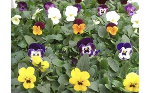 
            産地直送の元気なビオラ！４０個詰め合わせ
          