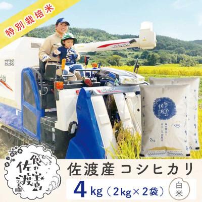 ふるさと納税 佐渡市 【新米予約】佐渡島産コシヒカリ 白米4Kg(2Kg×2袋) 令和7年 特別栽培米 農家直送