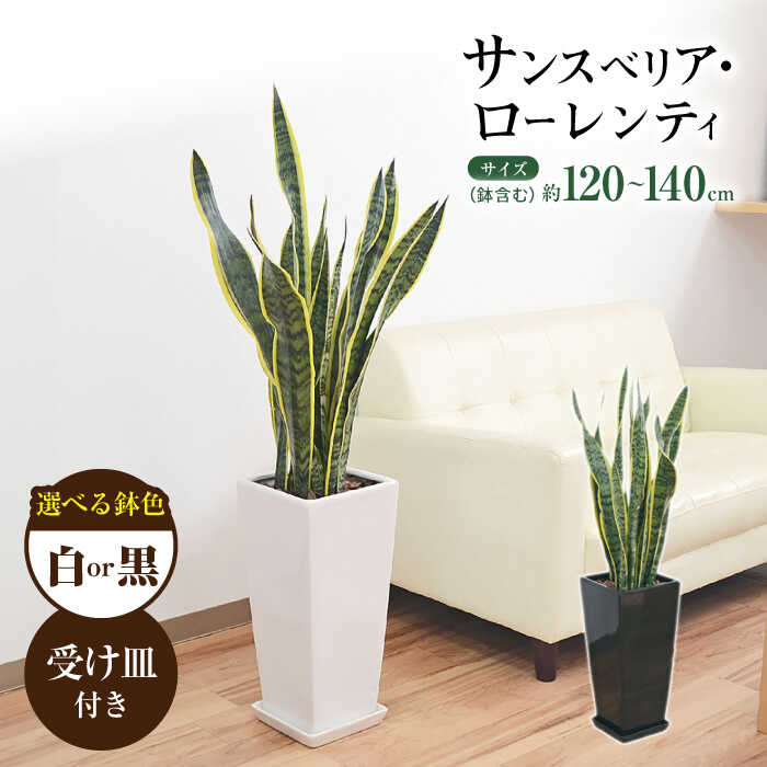 【ふるさと納税】観葉植物 サンスベリア・ローレンティ ロングスクエア 陶器鉢植え（白/黒） BIGサイズ インテリア / 観葉 植物 インテリア おしゃれ プレゼント / 大村市 / 琴花園[ACYK014]