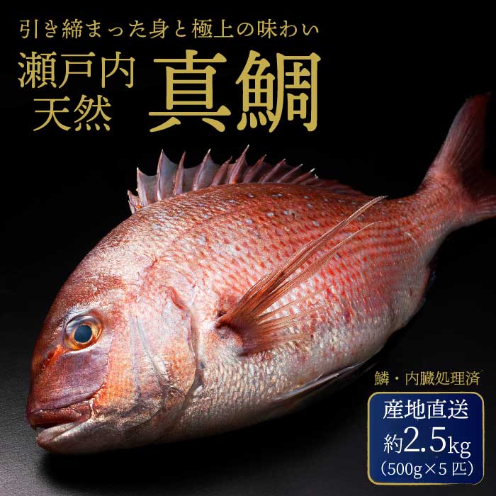 【ふるさと納税】瀬戸内産 天然鯛 約2.5kg（500g×5匹/鱗・内臓処理） 鯛 天然鯛 真鯛 天然 鮮魚 下処理済 瀬戸内 広島県 三原市 154006