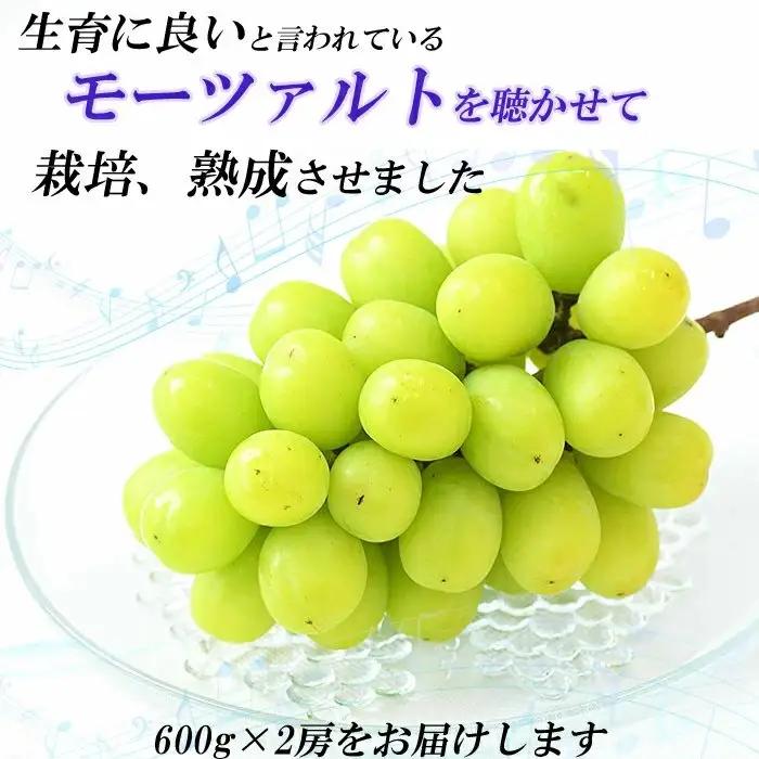 【先行受付】シャインマスカット 600g × 2房 【1.2kg ぶどう ブドウ 葡萄 2026 予約 先行予約 種なし 皮ごと 甘い 完熟 フルーツ おすすめ 旬 お取り寄せ 島根県 安来市】 【2