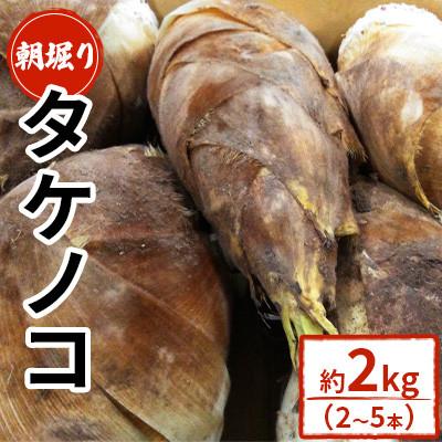 ふるさと納税 菊池市 【先行予約! 4月上旬から順次発送開始】 筍 朝掘り 約2kg 【GGYパッケージ】(菊池市)