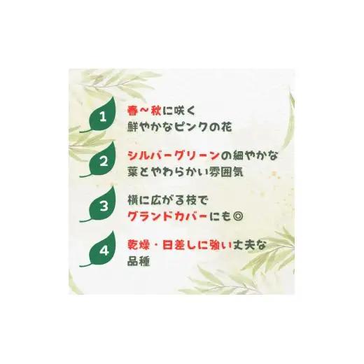 グレビレア　フォレストランブラー ／ グレビレア フォレストランブラー 植物 観葉植物 鉢植え