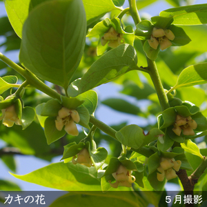 ＜すだ農園＞3年生苗 カキ（甘柿）4L富有[ふるい苗 2023年] 苗木 接ぎ木 実がなる 庭木 大苗 果樹 ※北海道・沖縄・離島への配送不可 ※2025年11月中旬～2026年3月下旬頃に順次発送予