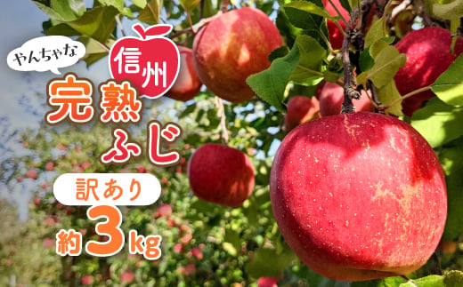 〈信州中野まつじるし農園〉やんちゃな訳あり完熟ふじ 約3kg_ りんご 林檎 完熟 ふじ フルーツ 果物 くだもの 人気 おすすめ 送料無料 家庭用 傷 規格外 不揃い 訳あり 産地直送 長野 お取り寄せ 【1521678】