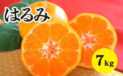 
                  みかん 柑橘 【先行受付】【2027年2月以降発送】甘くてジューシー！瀬戸内さぎしまのはるみ ＜約7kg＞  広島 三原 佐木島 鷺島みかんじま みかん 017023
                
