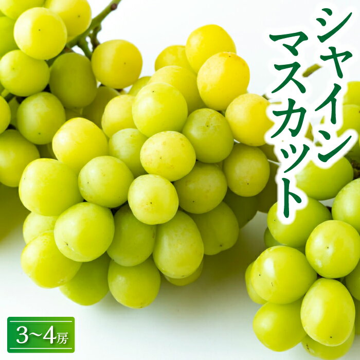【ふるさと納税】【先行予約】龍頭農園 シャインマスカット (3房から4房) 2025年8月下旬 出荷予定 マスカット ぶどう ブドウ 葡萄 果物 フルーツ 冷蔵 送料無料 福岡県 うきは市
