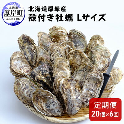 【ふるさと納税】【 6ヶ月 定期便 】厚岸産 殻付き 牡蠣 Lサイズ 20個入 (各回20個×6ヶ月分,合計120個) カキナイフ付き 加熱容器付き 魚貝類 生牡蠣 かき 殻付き牡蠣 6カ月 6回 半年