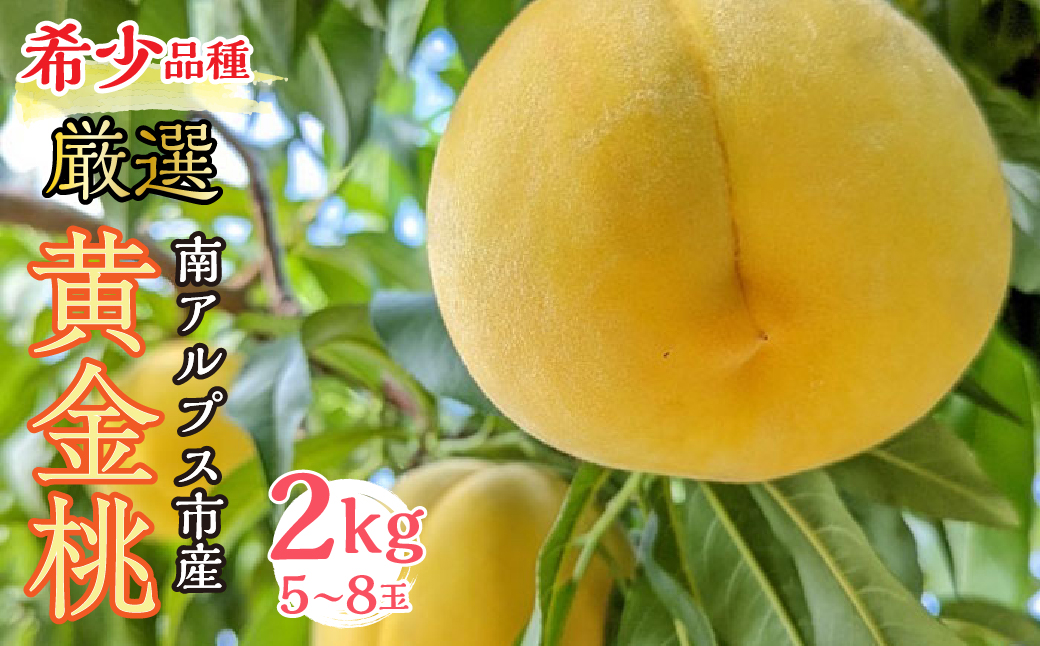厳選 希少品種！黄金桃2kg 5～8玉 山梨県南アルプス市産 ALPBV009