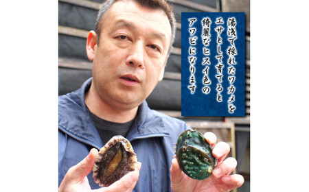 やわコリ食感紀州の蝦夷アワビ 【12個入】｜あわび 養殖 海の幸 貝 海鮮 ※離島への配送不可【riz112-h】