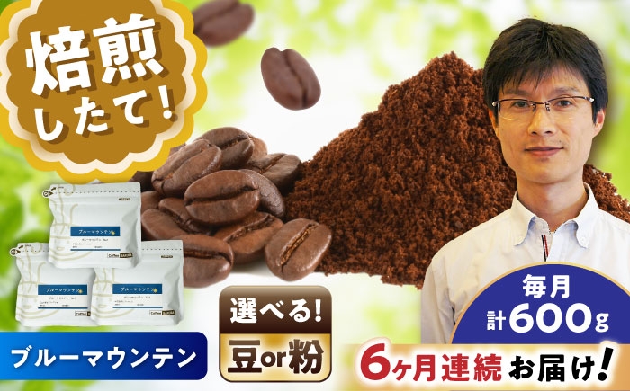 
            【全6回定期便】【選べる豆 or 粉】 ブルーマウンテンNo.1　200g×3個 / 珈琲 コーヒー / 瀬戸市 / Ｃｏｆｆｅｅ　ＳＡＫＵＲＡ [BBAB092]
          