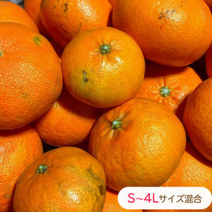 【甘平】【2027年2月上旬頃から順次発送】甘平(かんぺい) 家庭用 約2.5 kg 愛媛県松山市【RNK012】