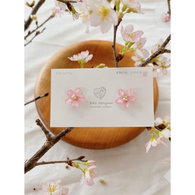 ふるさと納税 太宰府市 『ソメイヨシノ』桜のピアス　ピンク