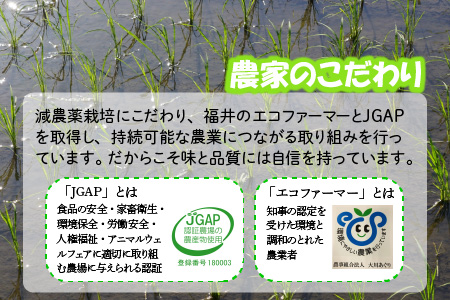 【令和7年産・新米】 【6ヶ月連続お届け定期便】おおかわさんちのコシヒカリ 5kg × 6回 計30kg 精米 [J-10801]