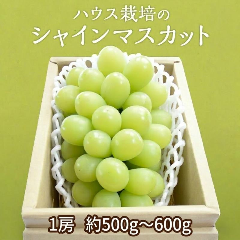 【ふるさと納税】 ＼まもなく発送開始／ シャインマスカット 1房 ( 約500g-600g ) 令和8年産 化学肥料不使用 ぶどう ブドウ 葡萄 フルーツ ハウス 栽培 関東 茨城 筑西