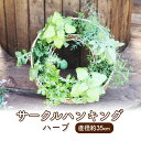 【ふるさと納税】ハーブ サークルハンキング 直径35cm 植物 インテリア ガーデン　【朝倉市】