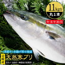 【ふるさと納税】【11/1～1/15お届け 年末年始用】天然 寒ブリ（11キロ台・丸もの） 《壱岐市》【壱岐島　玄海屋】[JBS035] ぶり 寒ぶり ブリ 魚 刺身 しゃぶしゃぶ 380000 380000円 38万 のし プレゼント ギフト 冷蔵配送