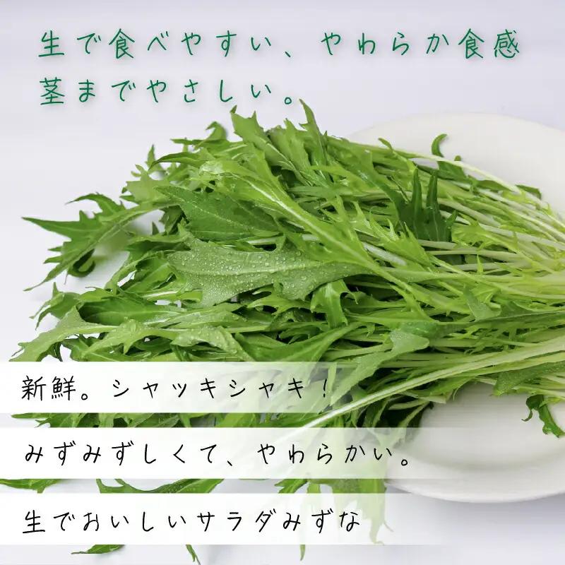 サラダみずな サラダセット | 水菜 水耕 栽培 新鮮 葉物 野菜 ドレッシング 南国市