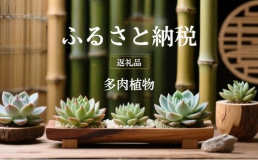 
                  【ふるさと納税】多肉植物 鉢植え おまかせ エケベリア セダム 2.5号 12鉢セット 切苗 詰め合わせ 癒しのおしゃれインテリア 観葉植物 ガーデニング ミニグリーン 千葉県 成田市
                