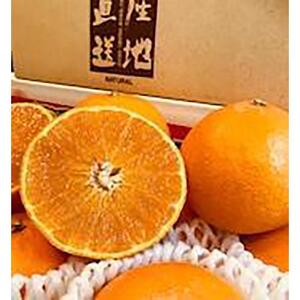 【先行予約12月上旬から発送】【1級品】愛果28号 3kg | みかん 柑橘 愛果 紅まどんな と同品種 みかん あいか 果物 フルーツ 松山市 愛媛県 田村農園 【TMN0161】