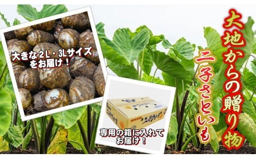地元の特産品「二子さといも」をぜひご賞味ください_