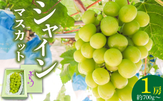 シャインマスカット（1房：約700g～）_先行予約！シャインマスカット（1房：約700g～）_Fg008