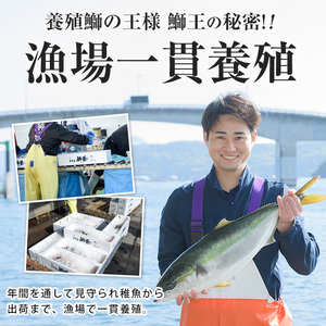 <数量限定>【2026年1月7日発送】『旅サラダ』で紹介ぶりの王様「 鰤王 」 フィレ 半身 (約1.5kg・フィレ1枚) 産地直送 新鮮 旨味が抜群の 長島町 特産品 ブランド ぶり 鰤 ブリ 切り
