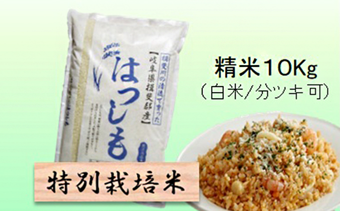 特別栽培米 【 令和8年産 】 精米 10kg（白米/5分/7分ツキ可）【 ハツシモ 】玄米は別に出品