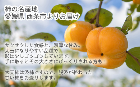 【先行予約】 太天柿 （秀品）約３kg　2025年11月発送　柿 フルーツ 渋抜き 大玉 愛媛県 西条市 【オンライン決済限定】