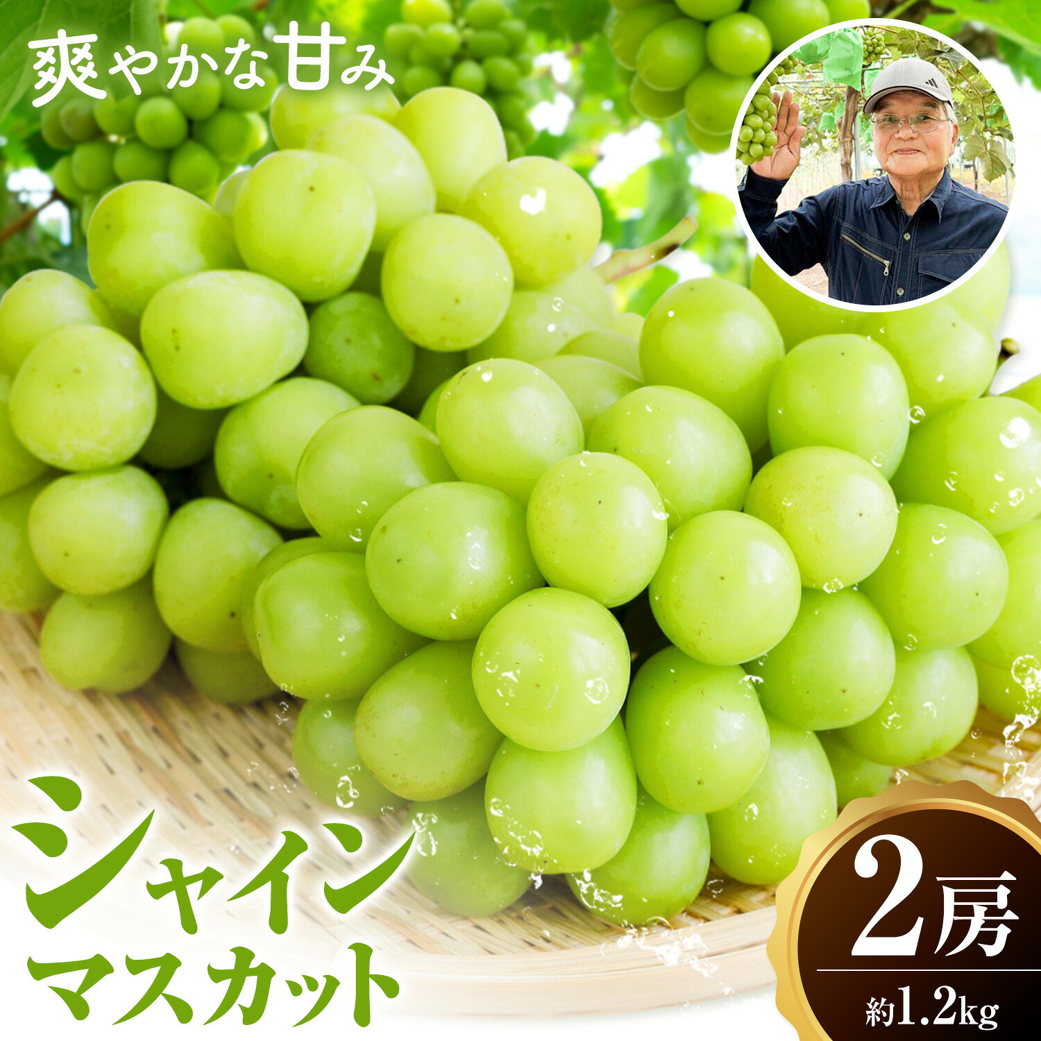 【ふるさと納税】シャインマスカット 2房 約1.2kg 蕨野農園《9月上旬-10月上旬頃出荷》熊本県 山江村 果物 フルーツ マスカット ぶどう