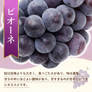 【フルーツ定期便 2回】 《ピオーネからスタート》 Bセット ピオーネ 約1.2kg せとか 約5kg ぶどう みかん 柑橘 旬 果物 国産 香川県 フルーツ定期便 F5J-780