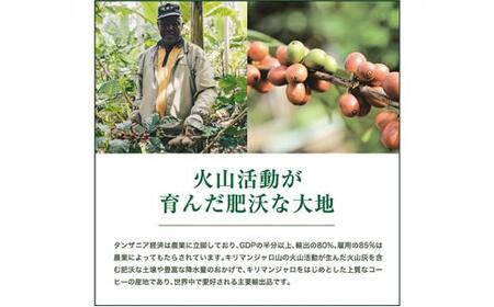 珈琲 スペシャルティーコーヒー豆【豆のまま】タンザニア・キリマンジャロ キゴマ キボー ディープブルー AA 600g