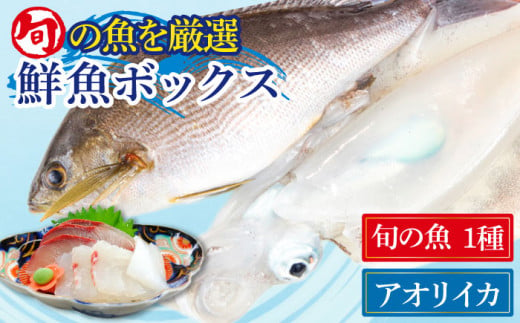 金澤仕立て 鮮魚ボックス（旬の魚1種・アオリイカ）いか 水いか 魚 さかな 五島市/金沢鮮魚 [PEP001]