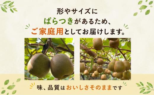 【先行予約】【家庭用】キウイ あぶの赤 1㎏ 山口県 阿武町産 数量限定 国産 果物 赤いキウイ《2026年10月下旬～発送予定》