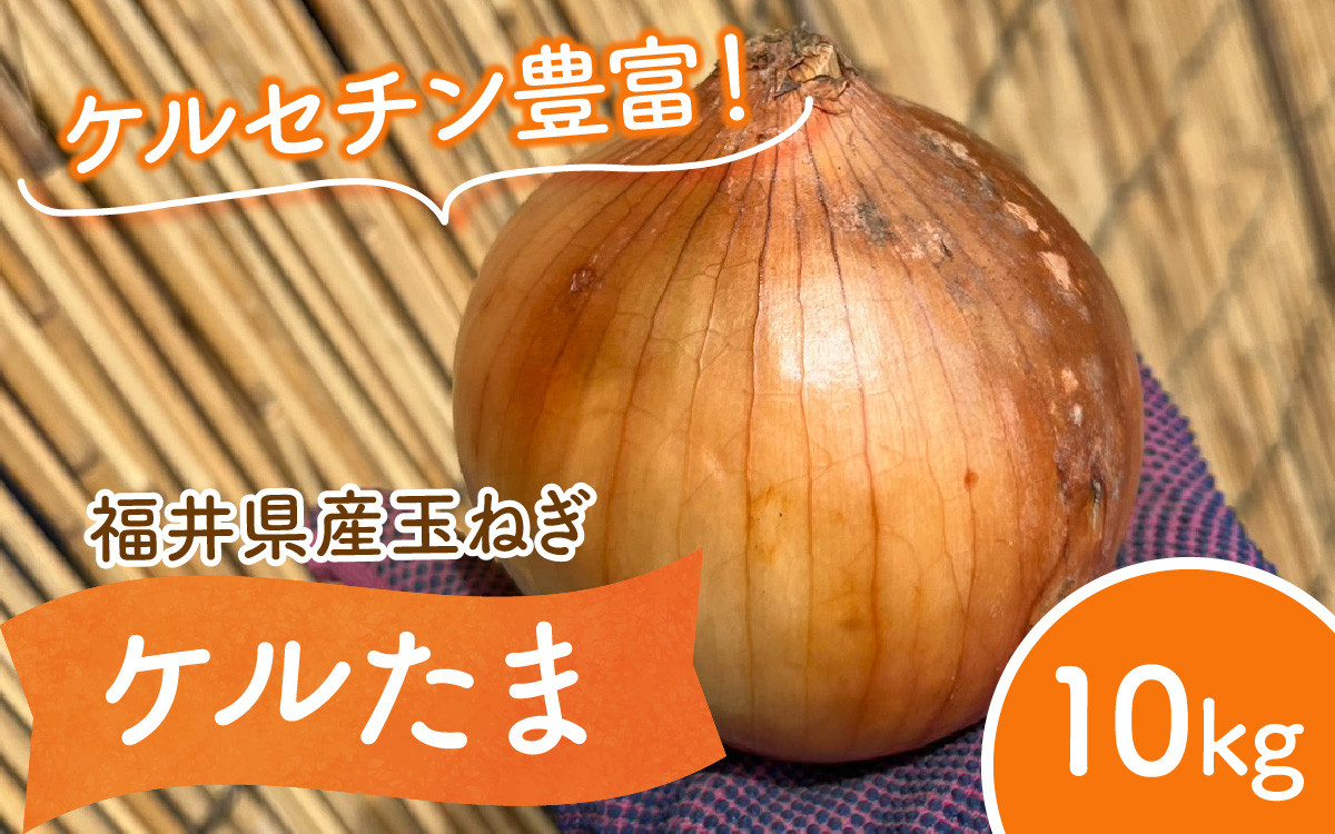 
            【 先行予約 / 7月上旬より発送】 福井県産 玉ねぎ ケルたま 10kg / 野菜 やさい タマネギ / 小浜市 たまねぎ / 今富の宝 [BFCI001]
          