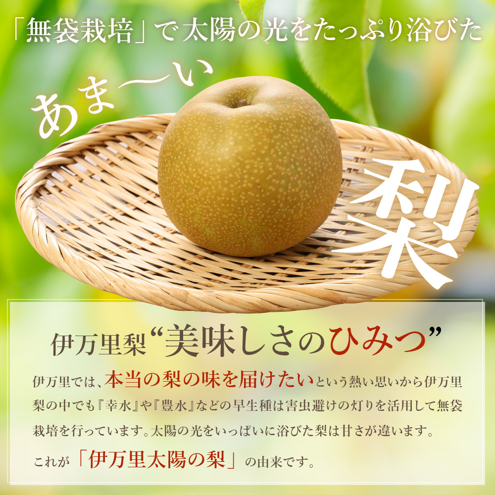 【2025年産先行予約】伊万里梨 「幸水」 約5kg ご自宅用におすすめ B160