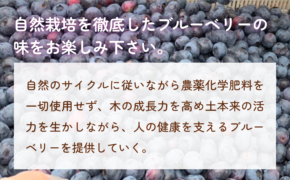 ＜ 先行予約 ＞ ドライブルーベリー 50g 無添加 摘みたて 砂