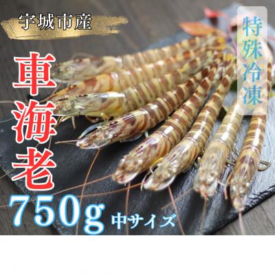ふるさと納税 宇城市 【特殊冷凍】車海老750g (27~33尾)水揚げ即真空パック&amp;瞬間冷凍で鮮度抜群