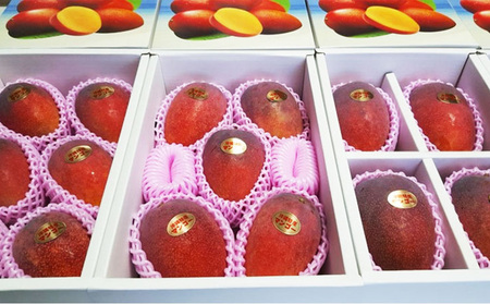 【2024年発送】名護市最北端イナミファームの　優品　アップルマンゴー 2Kg