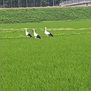 【先行予約】令和8年産 丹後こしひかり 玄米5kg 【特別栽培米】新米　特別栽培 玄米 2026年産 ふるさと納税 こしひかり ふるさと納税