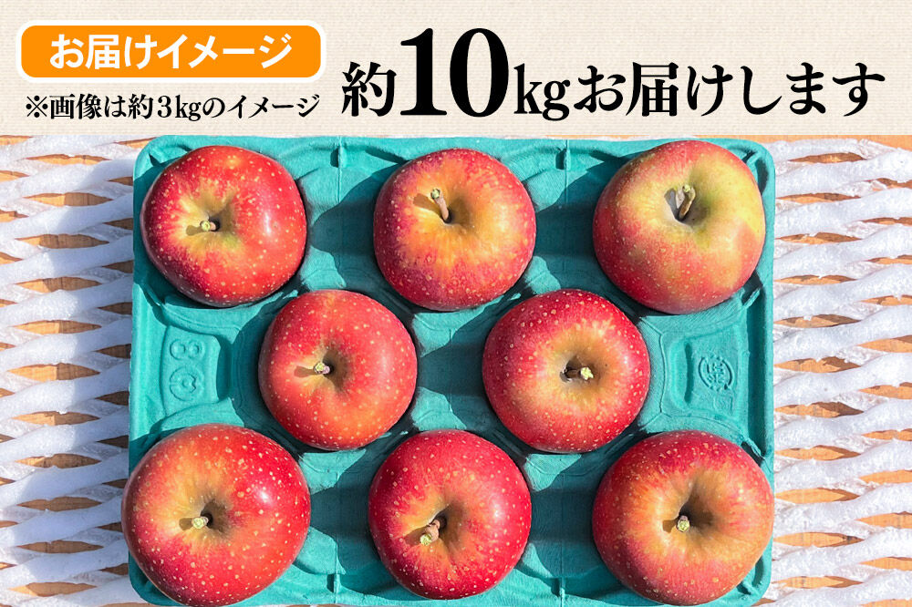 【寄附金額見直しました】【26年10月下旬～発送】りんご 千雪 約10kg カワムラファーム【家庭用】青森 果物 フルーツ 林檎 リンゴ くだもの [先行受付 アップル おいしい ちゆき 果実 果物 