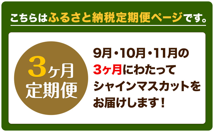 ぶどう 3ヶ月 定期便 [2025年先行予約] シャインマスカット 晴王 岡山県産 2房 約1kg《9月上旬-11月末頃出荷(土日祝除く)》 ハレノフルーツ マスカット 送料無料 岡山県 浅口市 フル