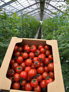 玉名市産 旬の新鮮ミニトマト 3000g | 野菜 ミニトマト とまと 熊本県 玉名市